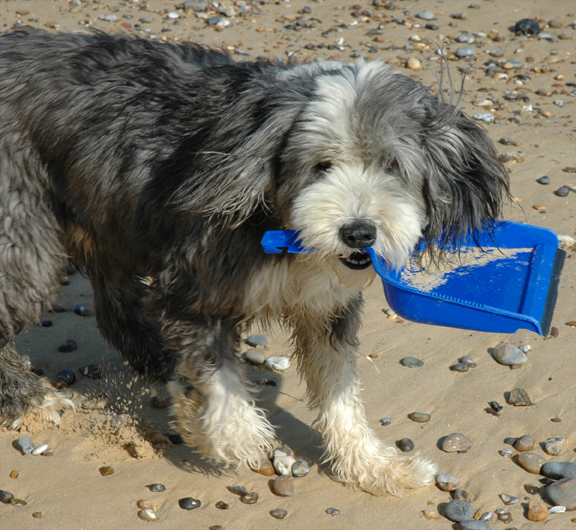 matt the dog and dustpan